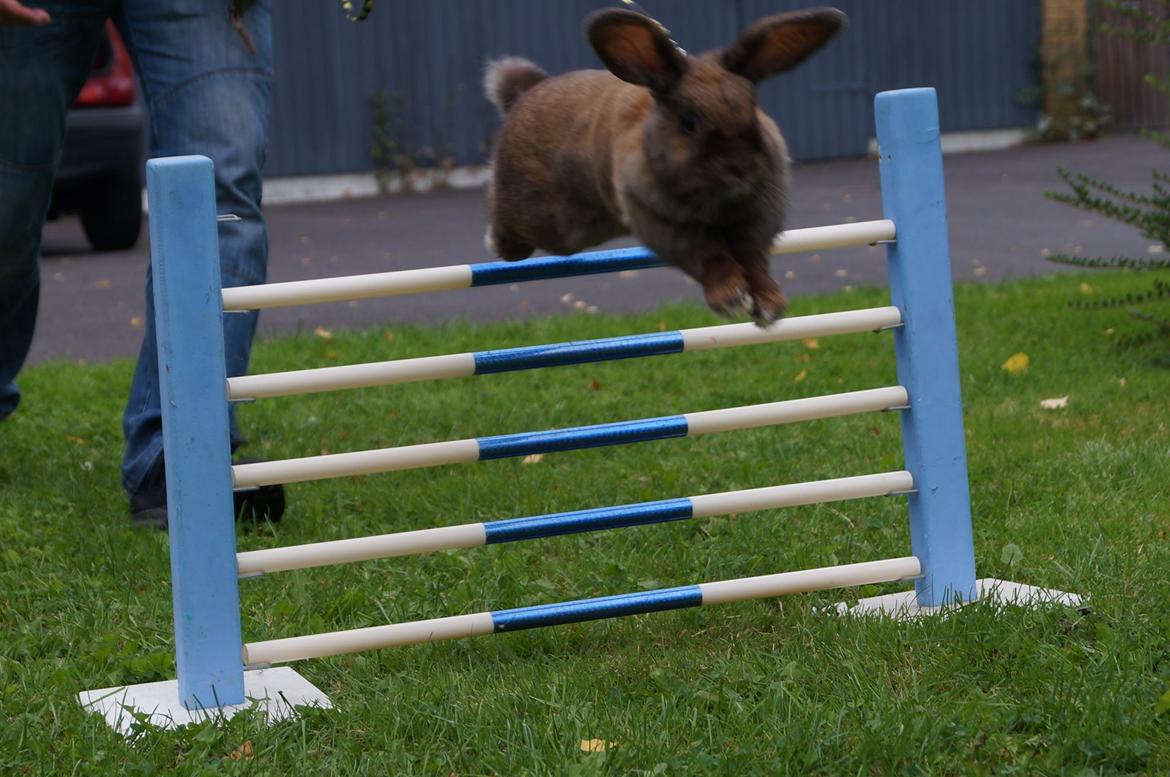 Kanin Riot's Life of Lucy † DØD 15.6.2014 † billede 2