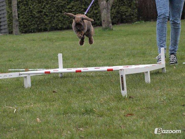 Kanin Riot's Life of Lucy † DØD 15.6.2014 † billede 4