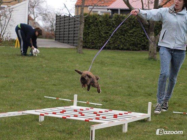 Kanin Riot's Life of Lucy † DØD 15.6.2014 † billede 5