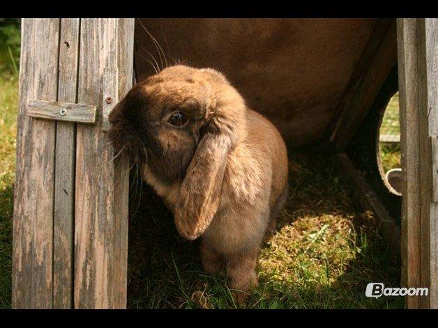 Kanin Riot's Life of Lucy † DØD 15.6.2014 † billede 3