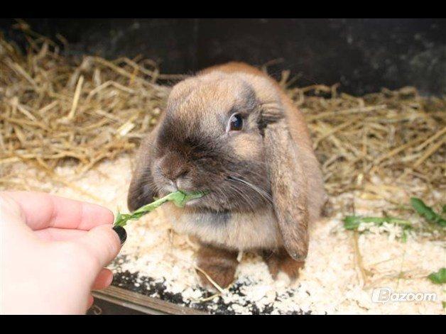 Kanin Riot's Life of Lucy † DØD 15.6.2014 † billede 6