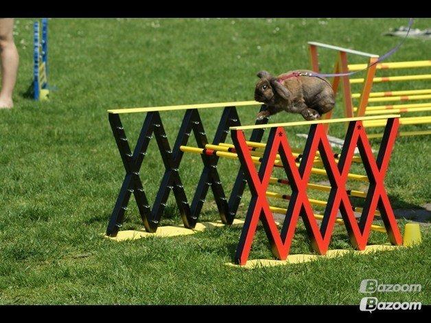 Kanin Riot's Life of Lucy † DØD 15.6.2014 † billede 9