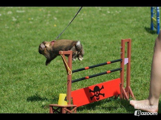 Kanin Riot's Life of Lucy † DØD 15.6.2014 † billede 10