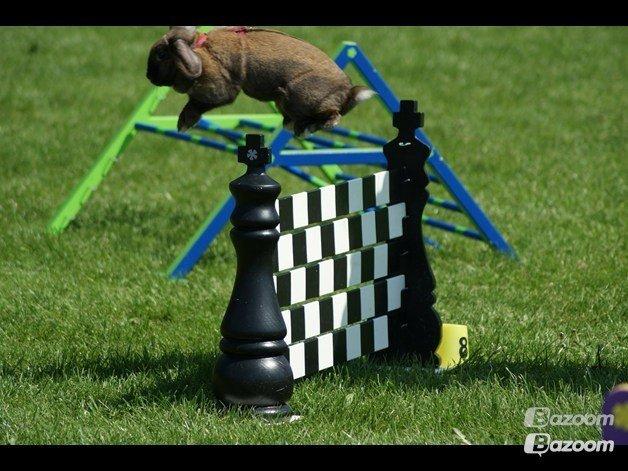 Kanin Riot's Life of Lucy † DØD 15.6.2014 † billede 12