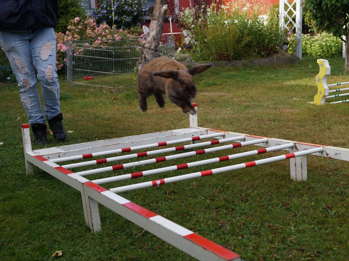 Kanin Riot's Life of Lucy † DØD 15.6.2014 † billede 13