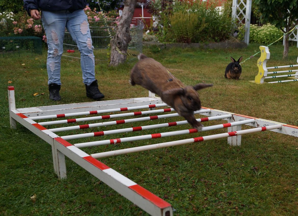 Kanin Riot's Life of Lucy † DØD 15.6.2014 † billede 15