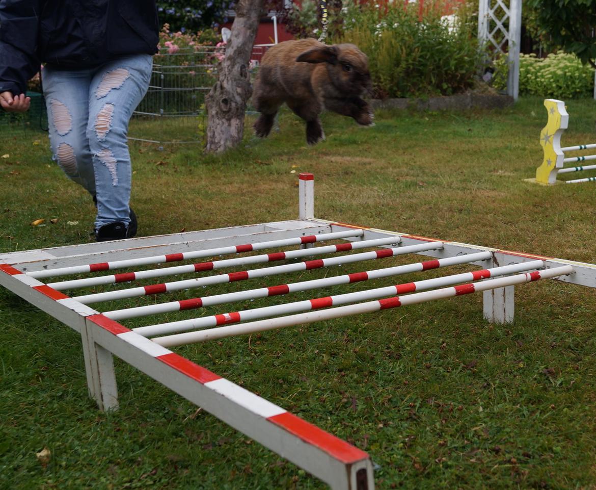 Kanin Riot's Life of Lucy † DØD 15.6.2014 † billede 16