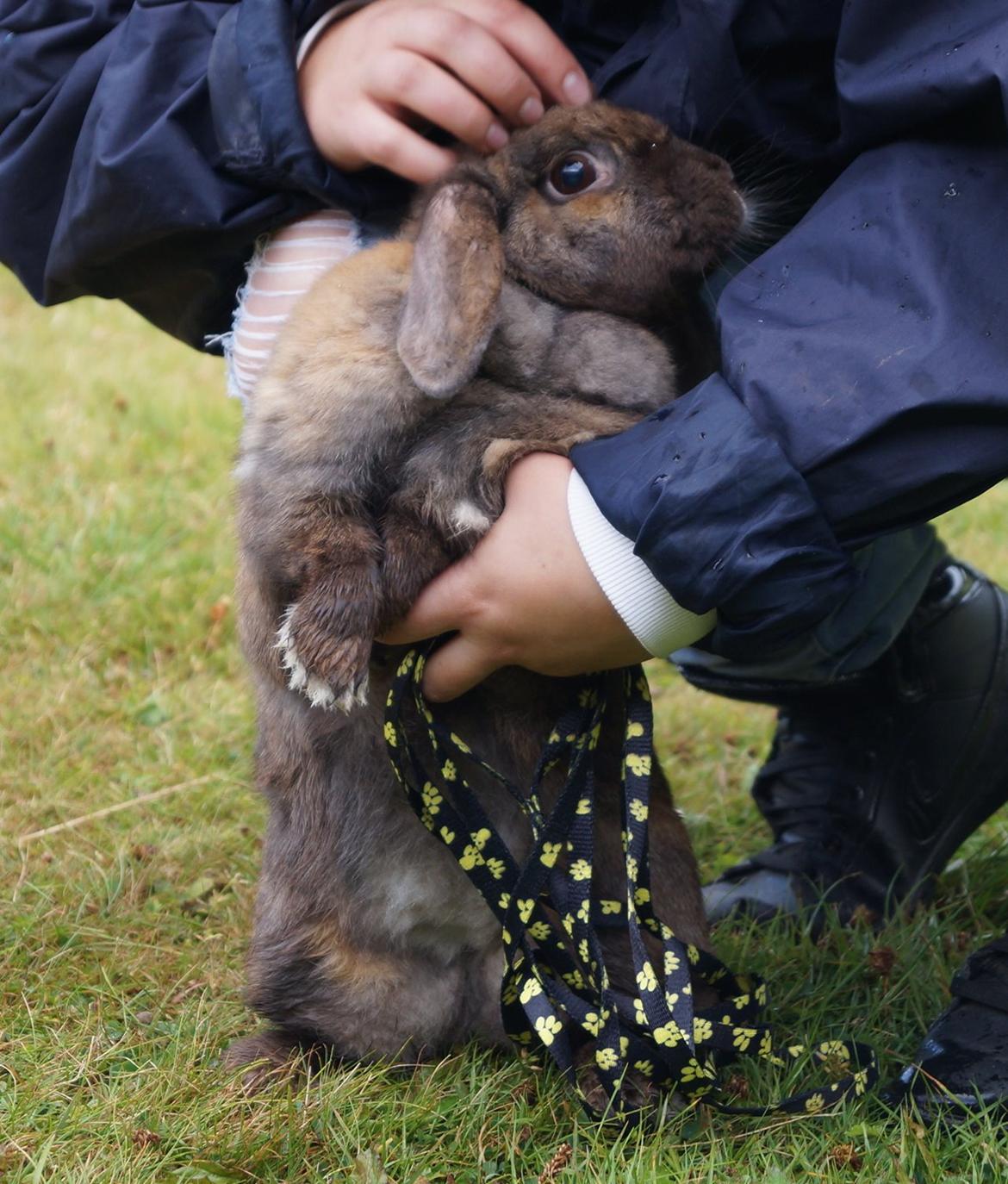 Kanin Riot's Life of Lucy † DØD 15.6.2014 † billede 14
