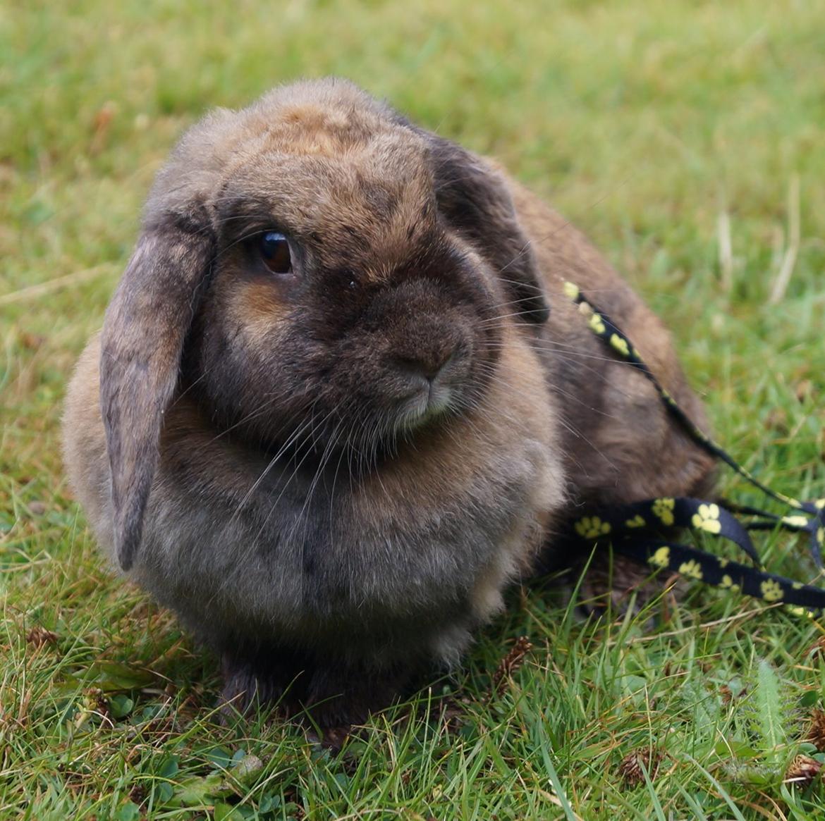 Kanin Riot's Life of Lucy † DØD 15.6.2014 † billede 17