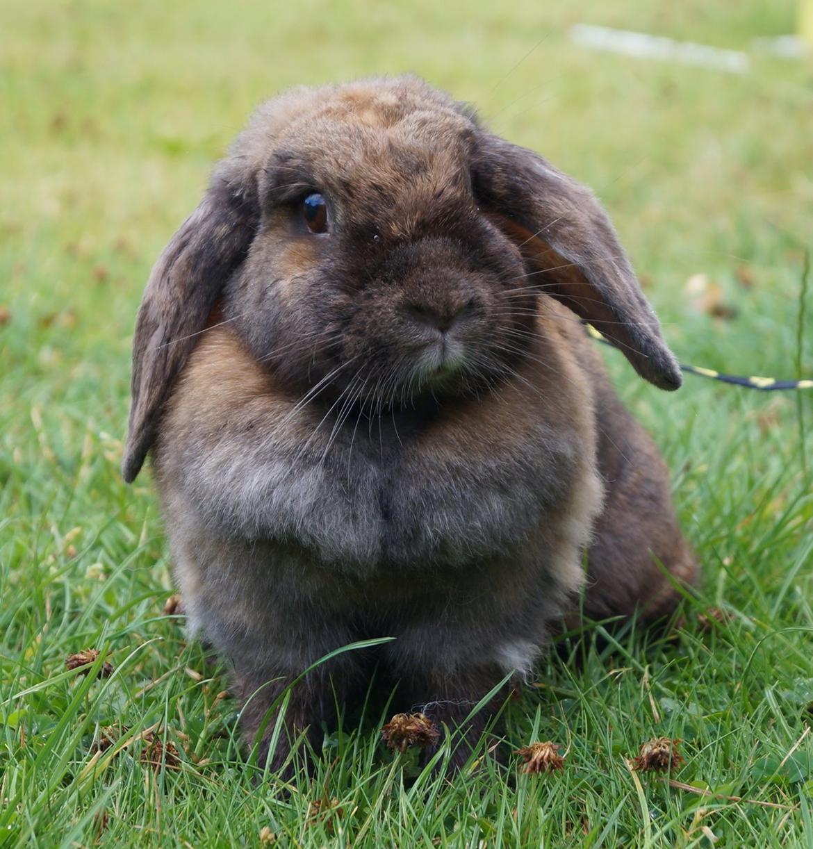 Kanin Riot's Life of Lucy † DØD 15.6.2014 † billede 18