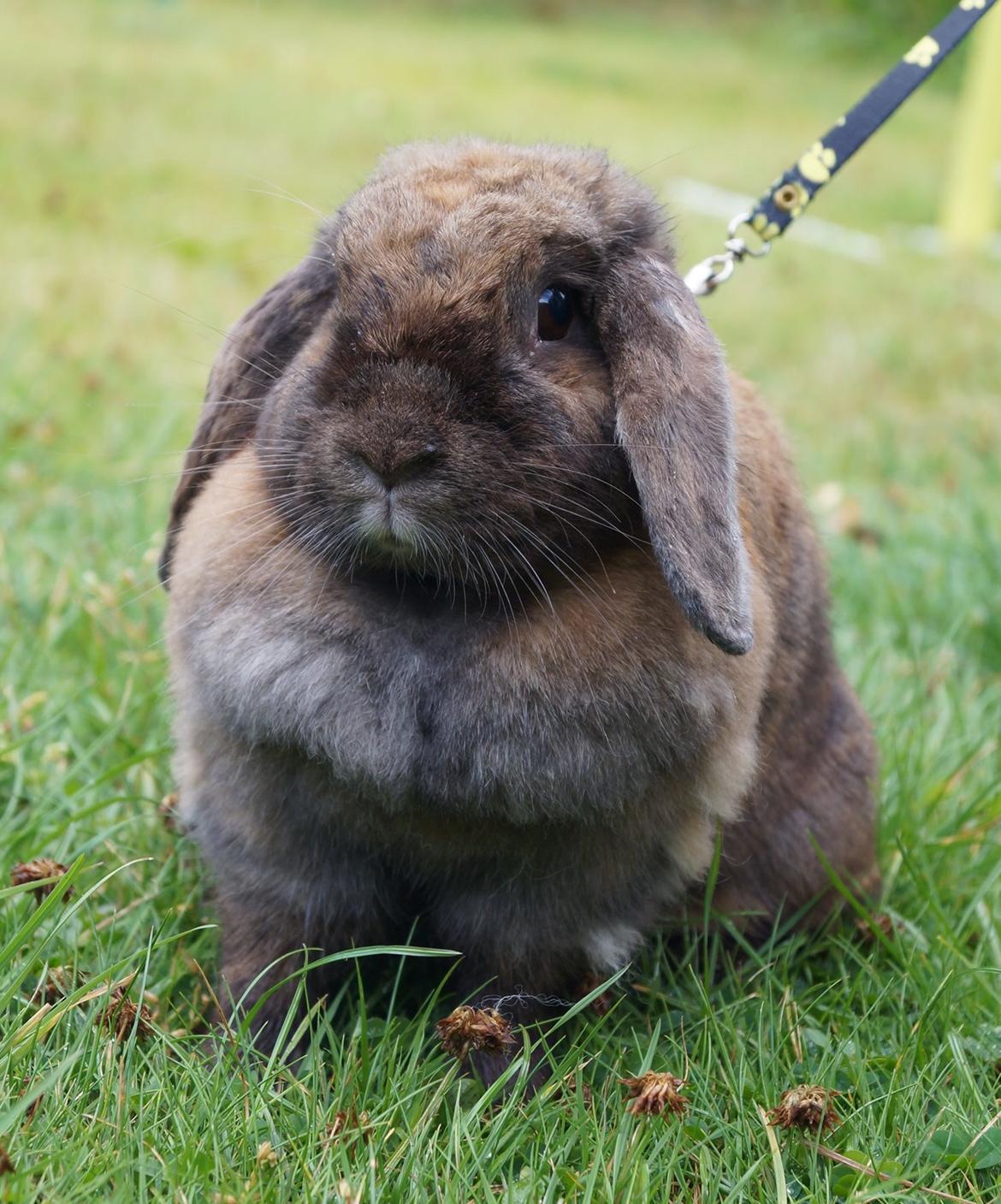 Kanin Riot's Life of Lucy † DØD 15.6.2014 † billede 11