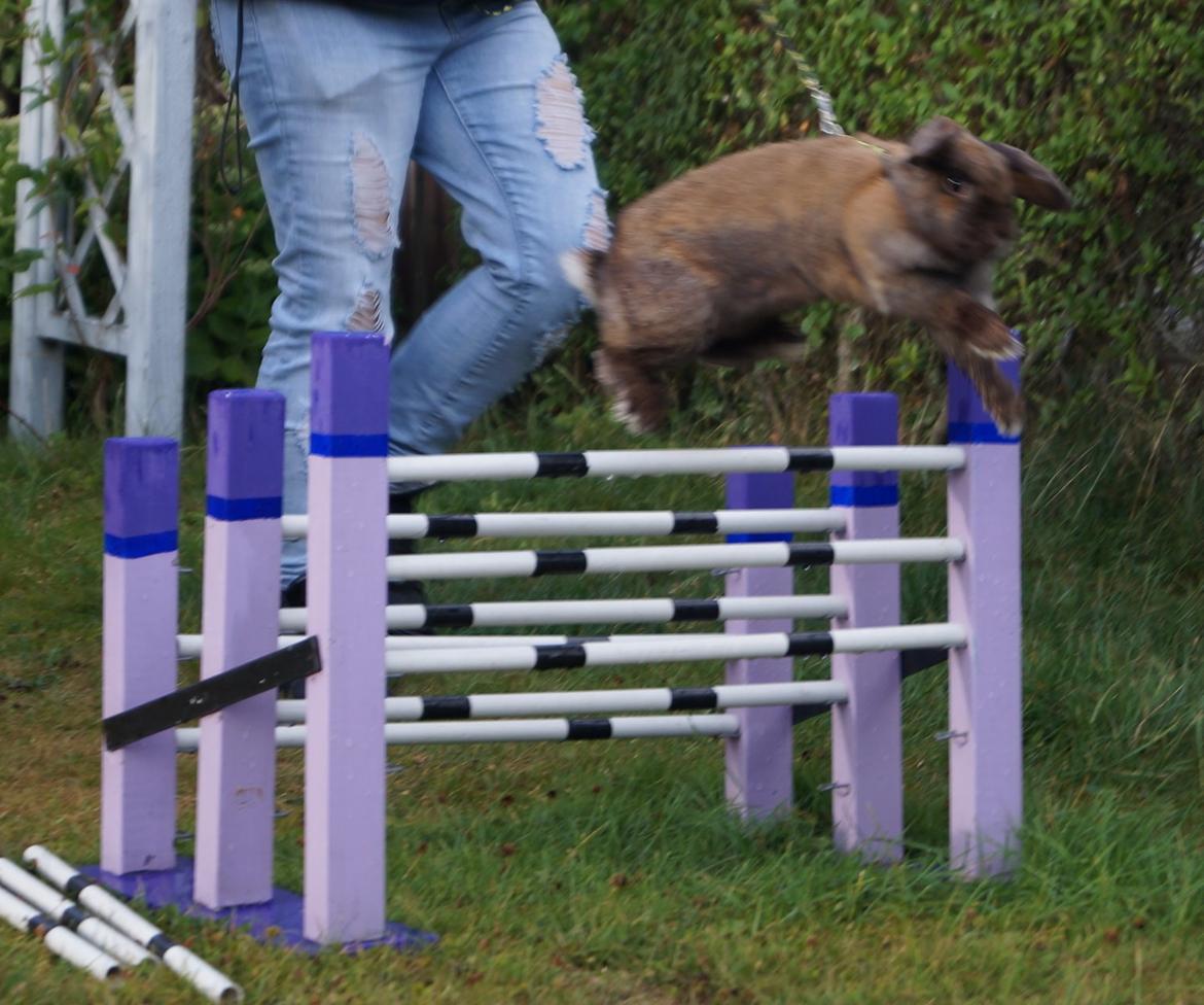 Kanin Riot's Life of Lucy † DØD 15.6.2014 † billede 19