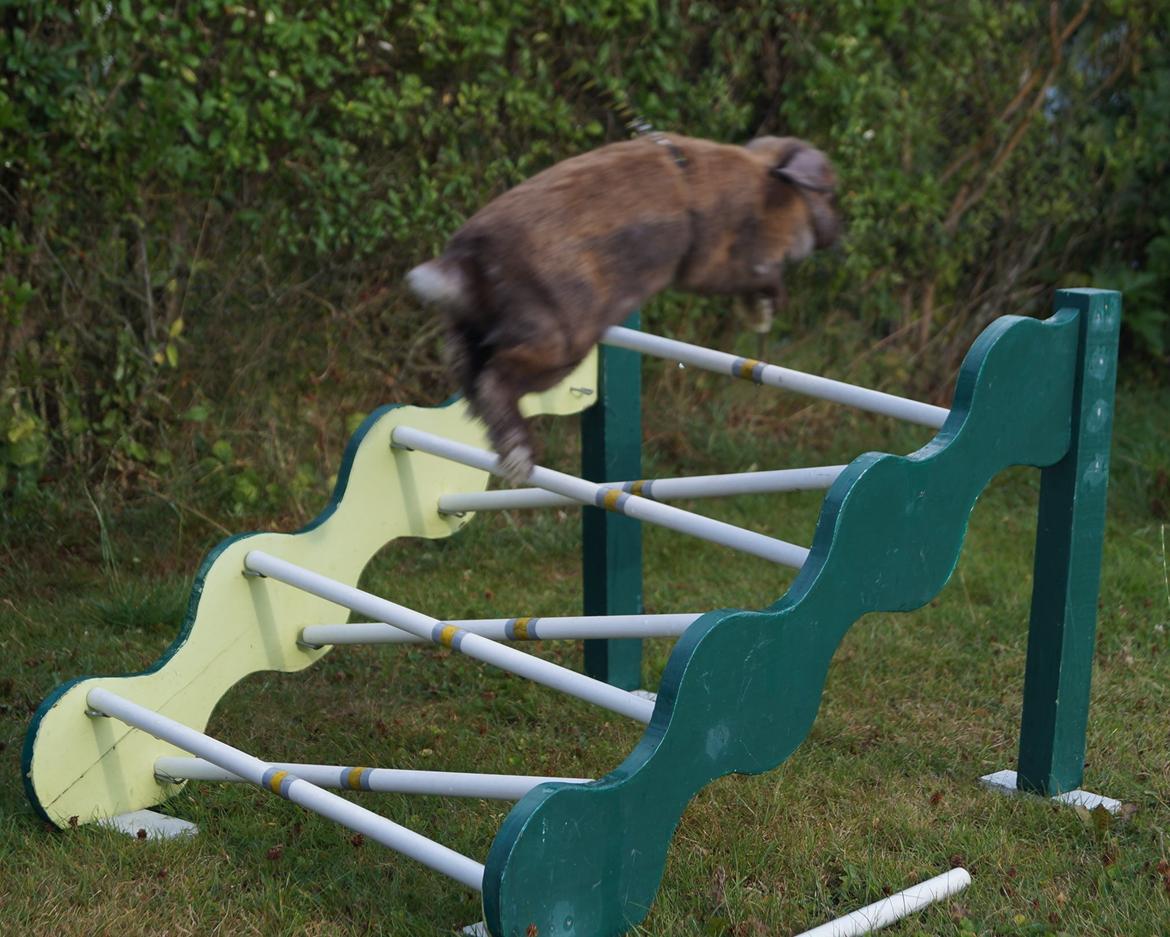 Kanin Riot's Life of Lucy † DØD 15.6.2014 † billede 20