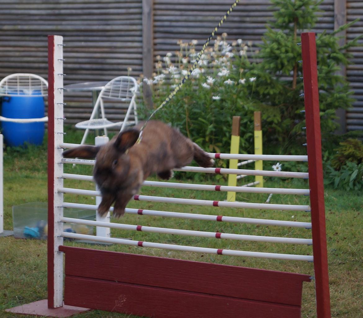 Kanin Riot's Life of Lucy † DØD 15.6.2014 † billede 21