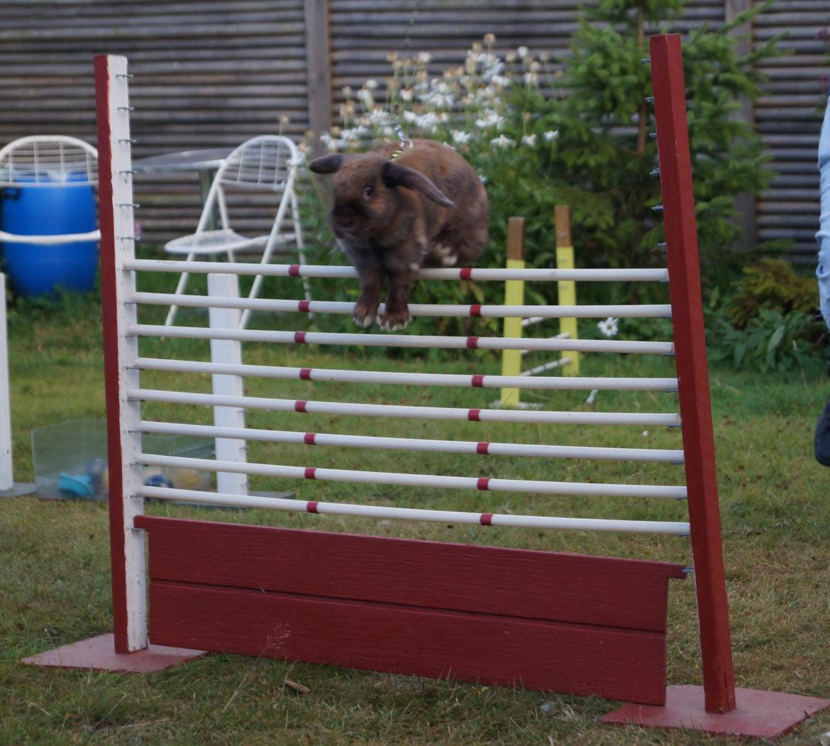 Kanin Riot's Life of Lucy † DØD 15.6.2014 † billede 22