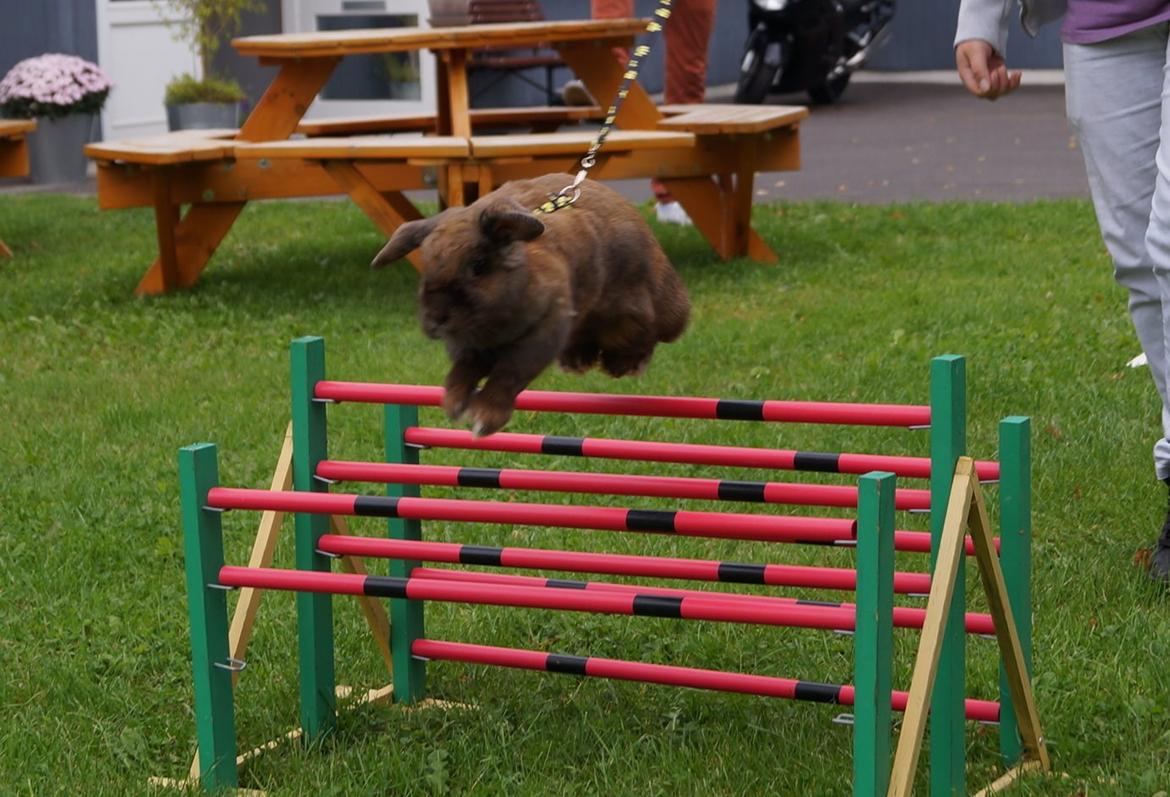 Kanin Riot's Life of Lucy † DØD 15.6.2014 † billede 23