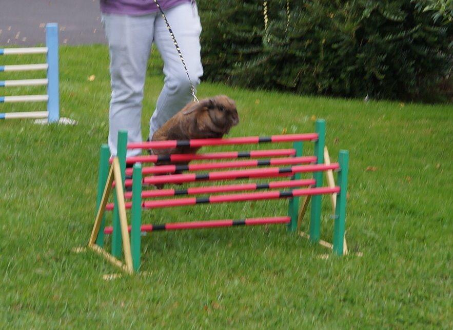 Kanin Riot's Life of Lucy † DØD 15.6.2014 † billede 24