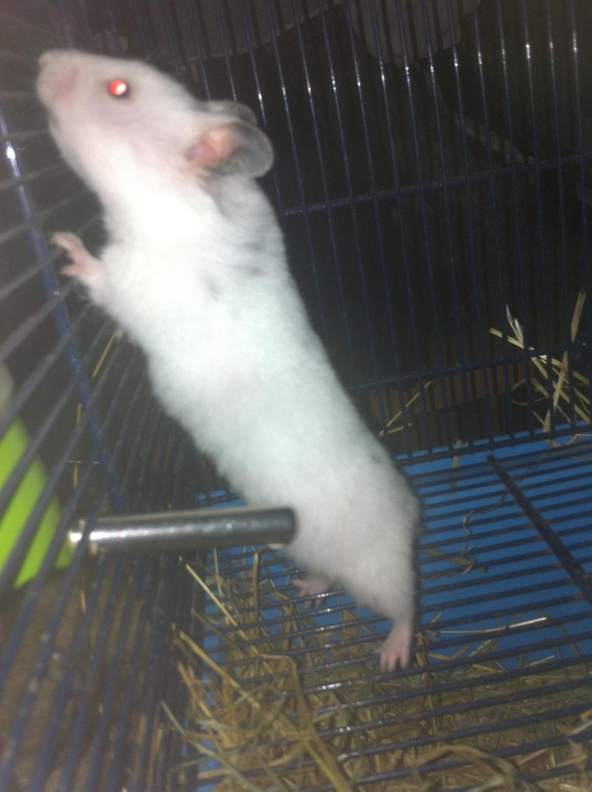 Hamster Blacksnow <3 billede 1