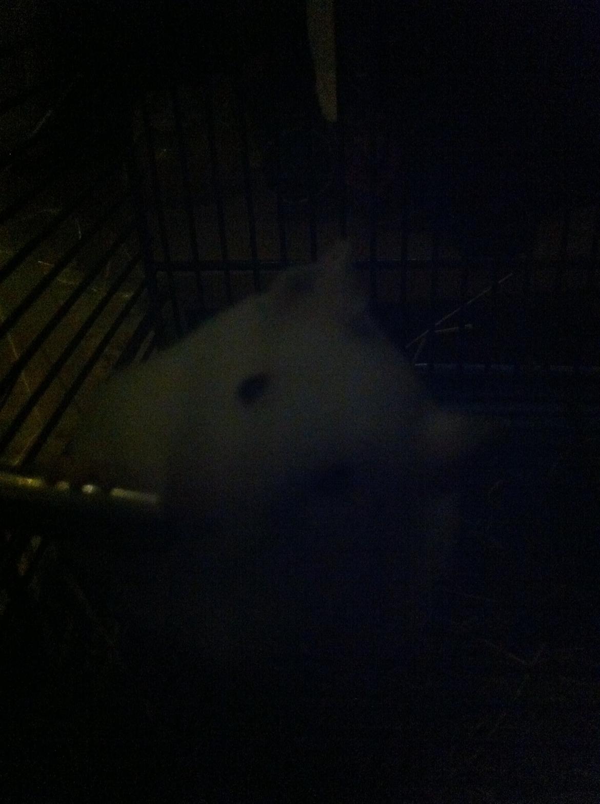 Hamster Blacksnow <3 billede 2