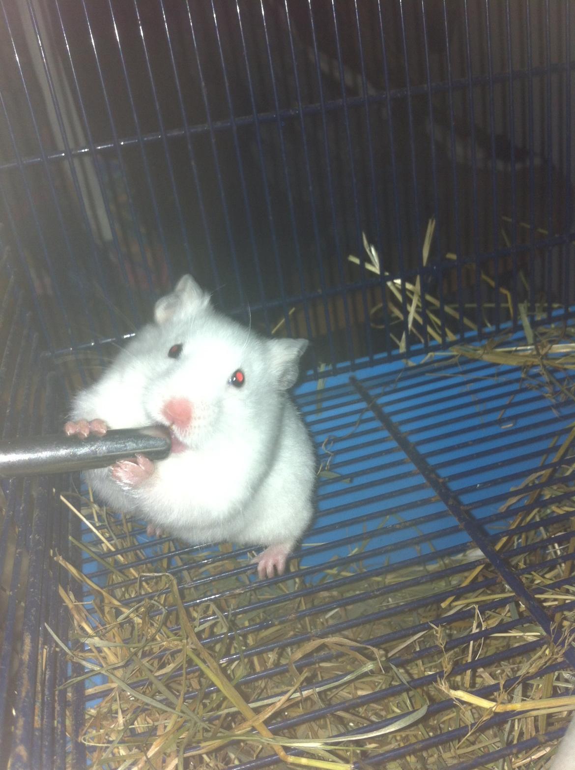 Hamster Blacksnow <3 billede 3