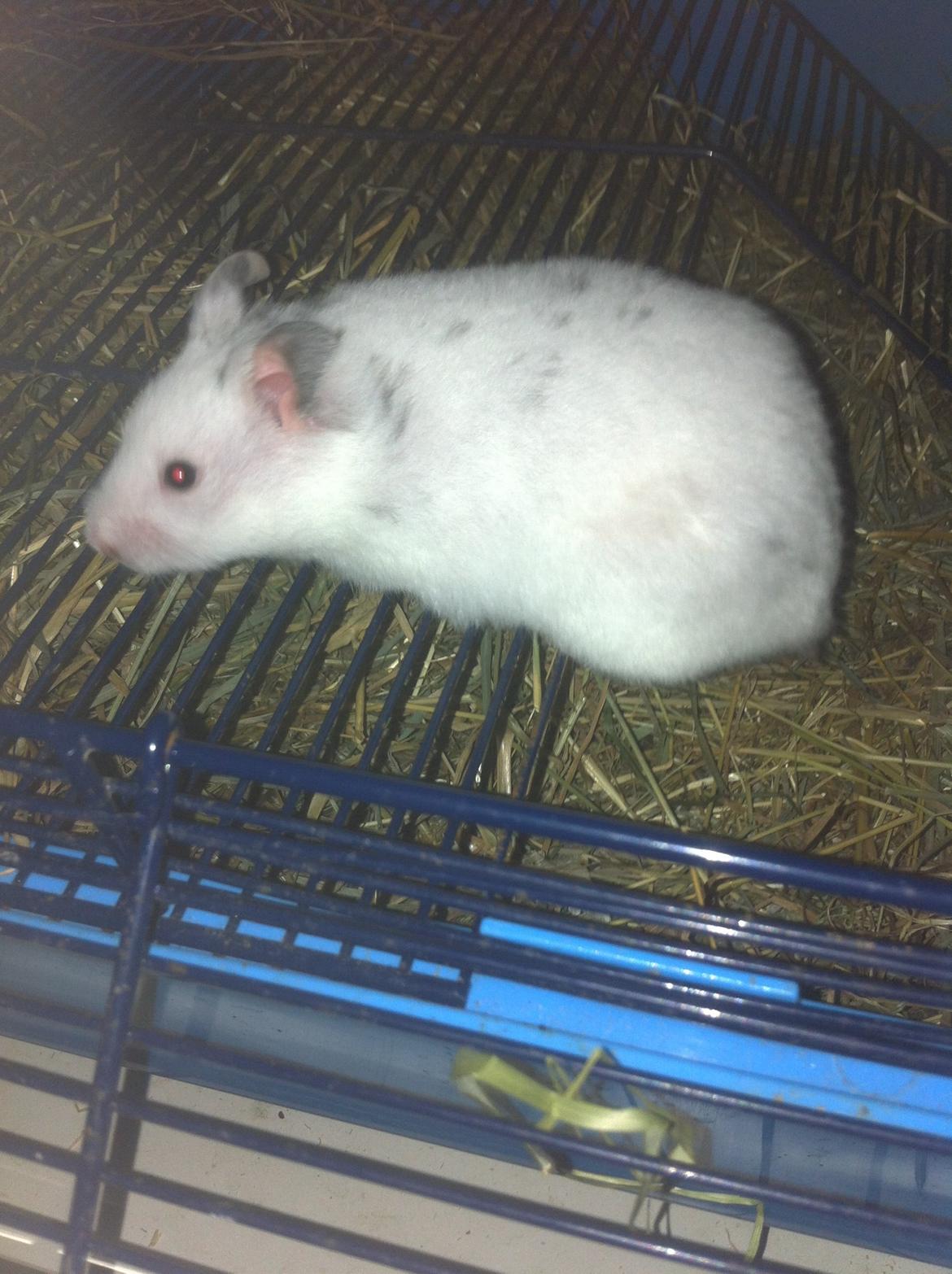 Hamster Blacksnow <3 billede 5