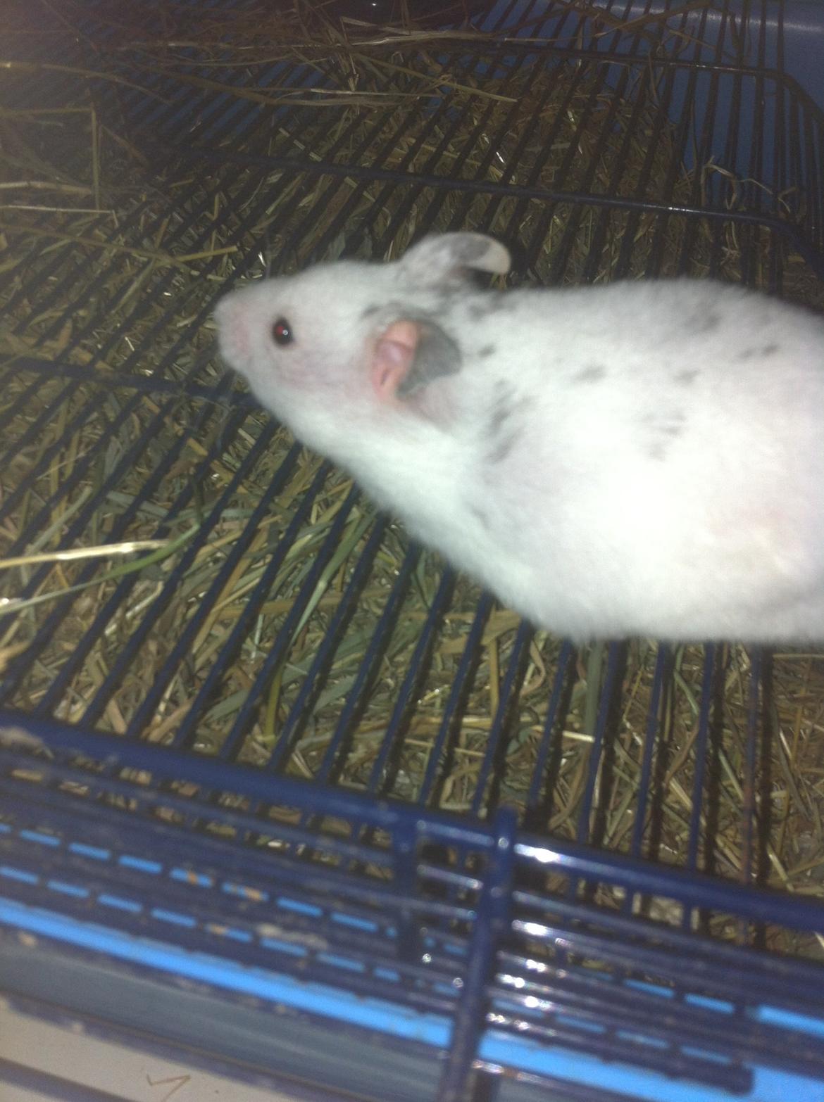 Hamster Blacksnow <3 billede 6