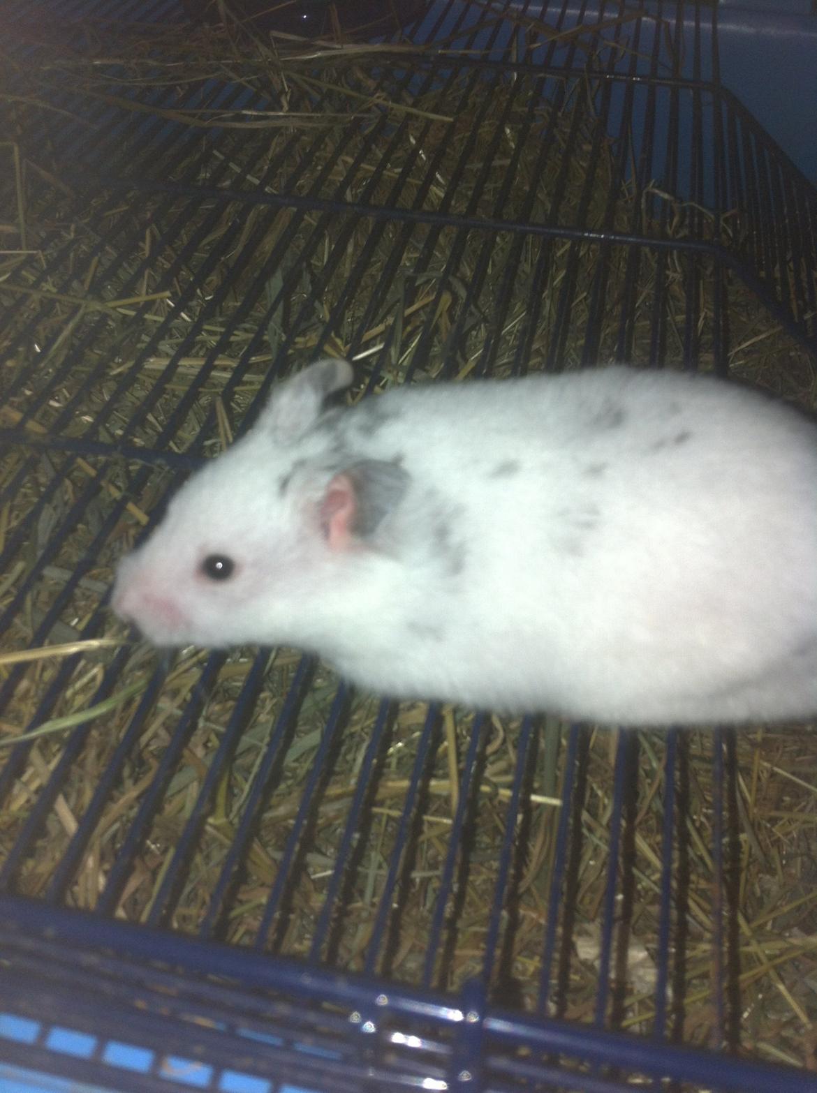 Hamster Blacksnow <3 billede 8