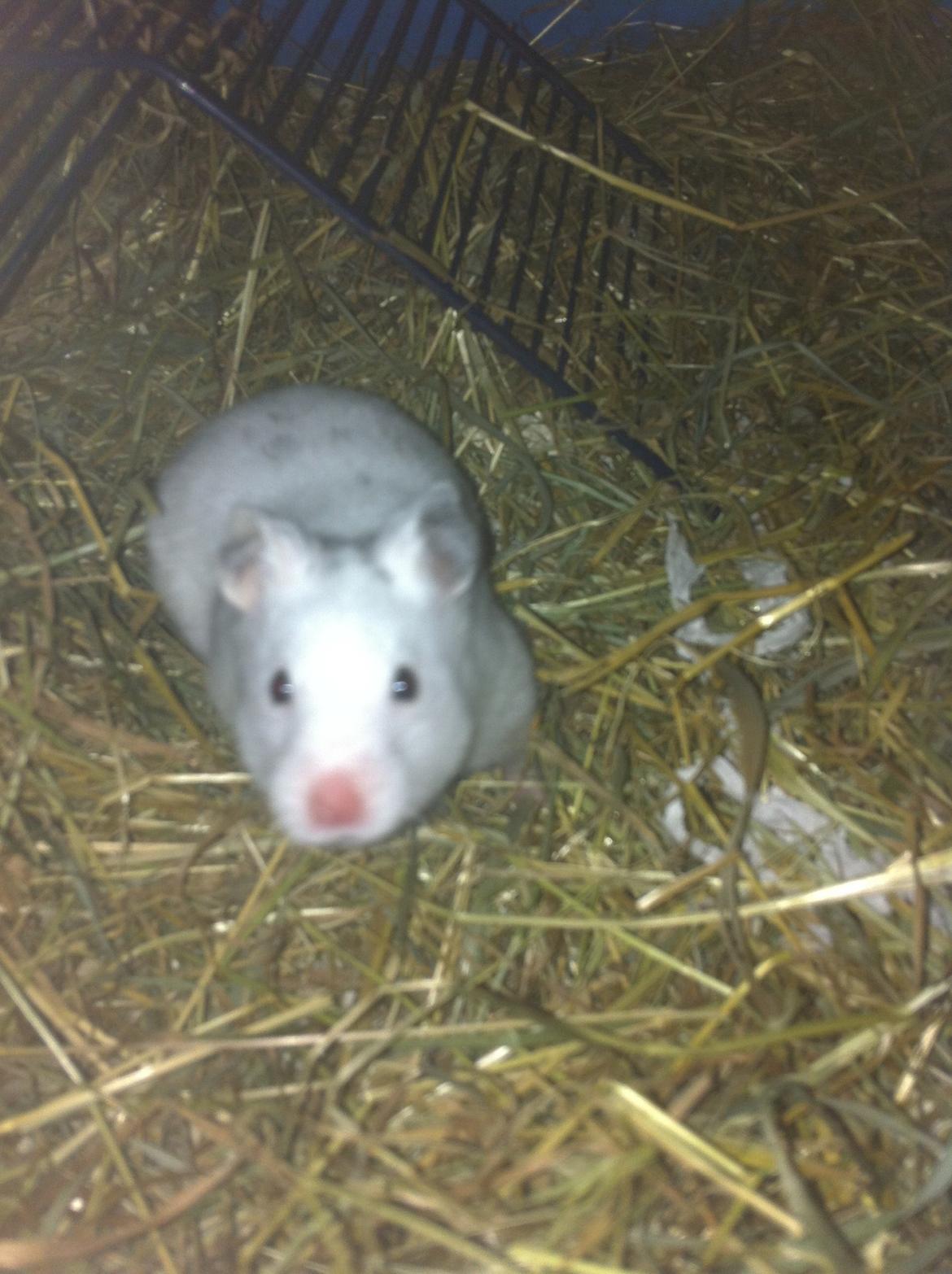 Hamster Blacksnow <3 billede 9