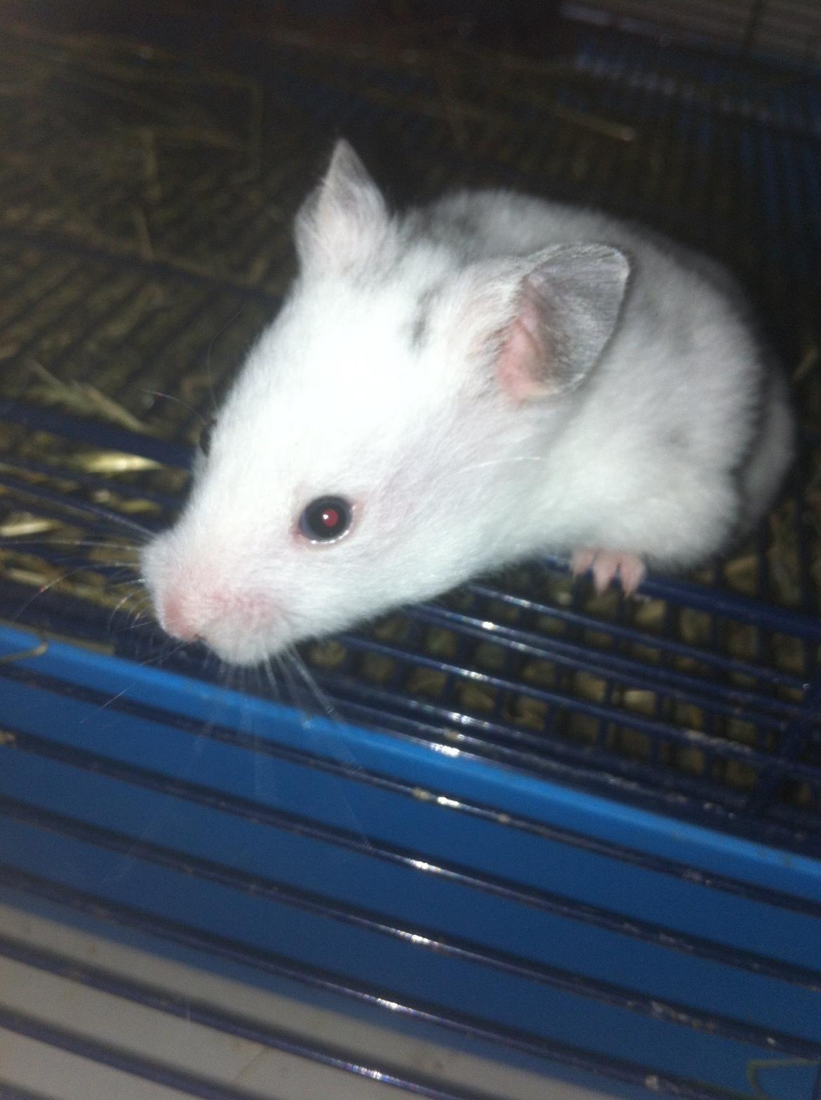 Hamster Blacksnow <3 billede 10