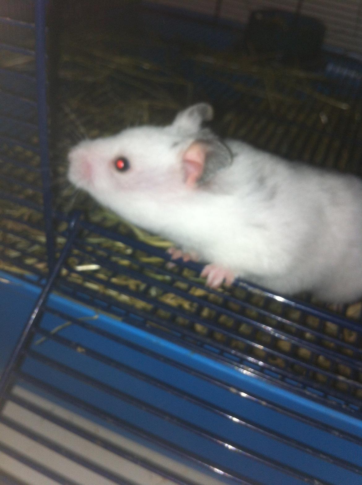 Hamster Blacksnow <3 billede 11