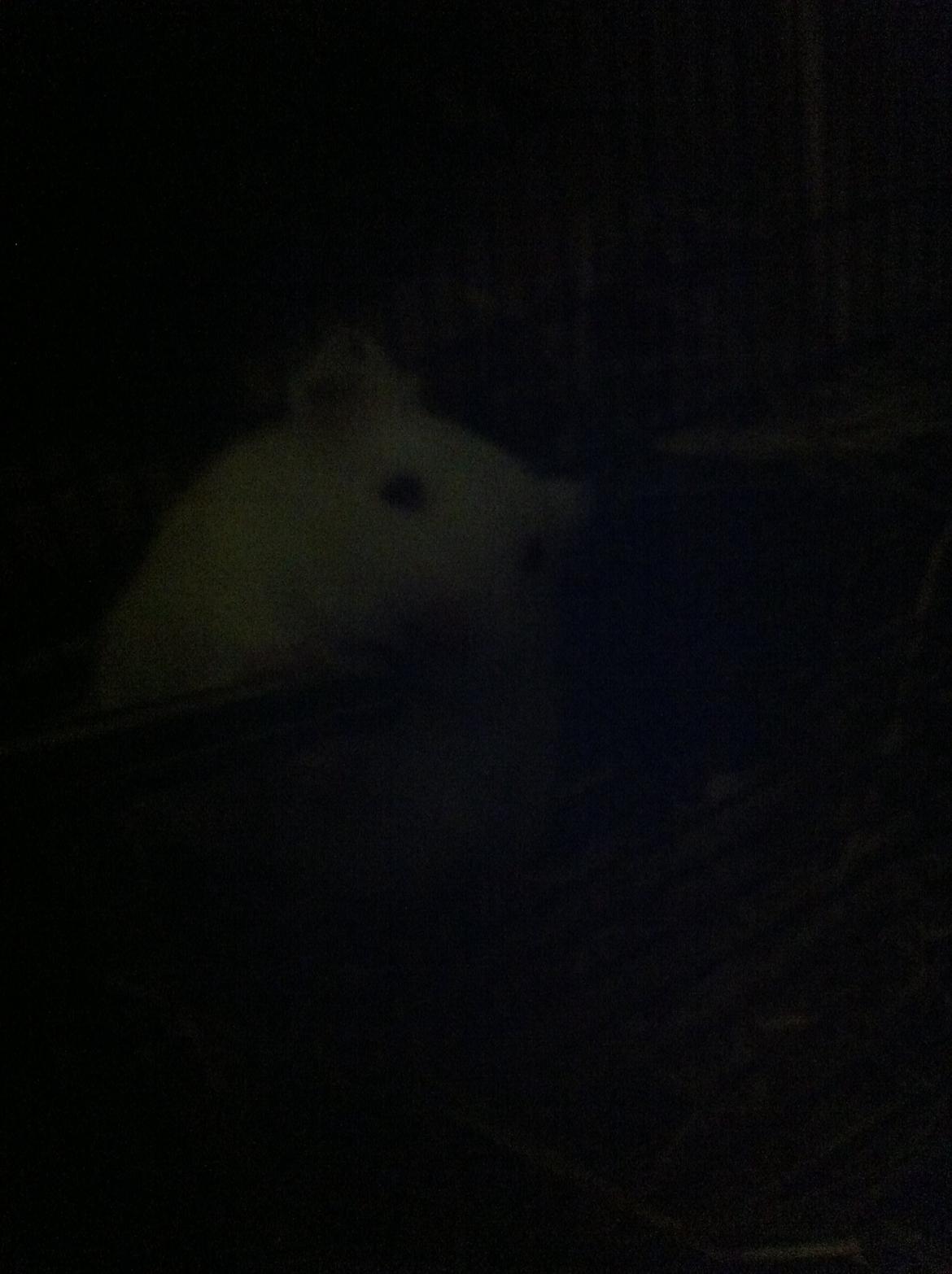 Hamster Blacksnow <3 billede 12