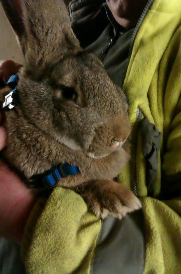 Kanin Belgisk kæmpe Trunte - Nu med sele :) billede 7