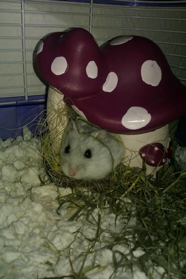 Dværghamster | Molly - Hejsa :P billede 5
