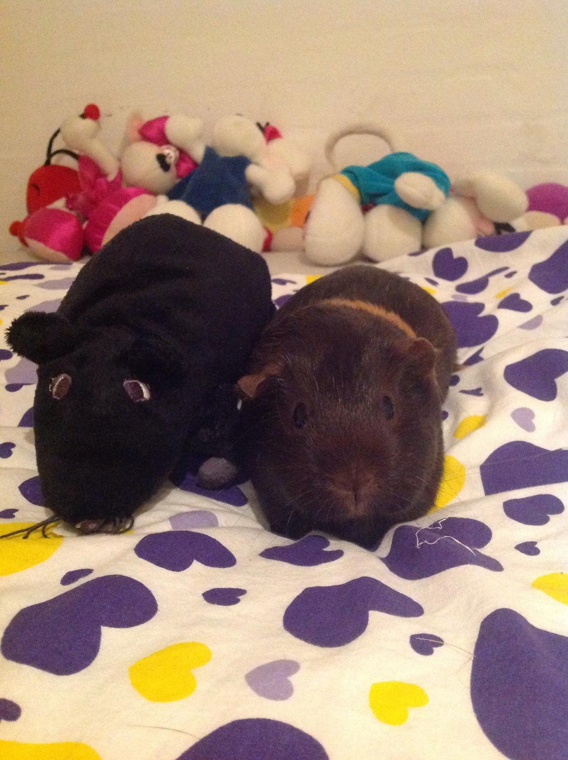 Marsvin Brombas Himmelgnaver. R.I.P!?? billede 9