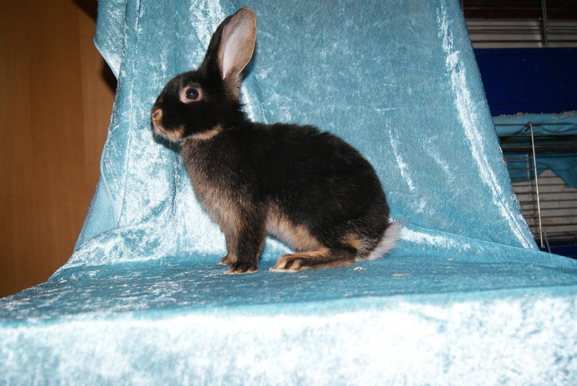 Kanin Haren Helga billede 1