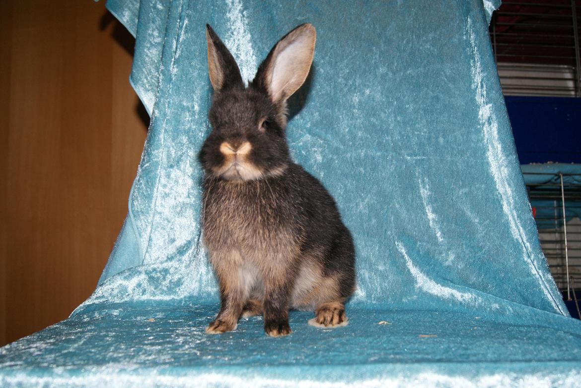 Kanin Haren Helga billede 2