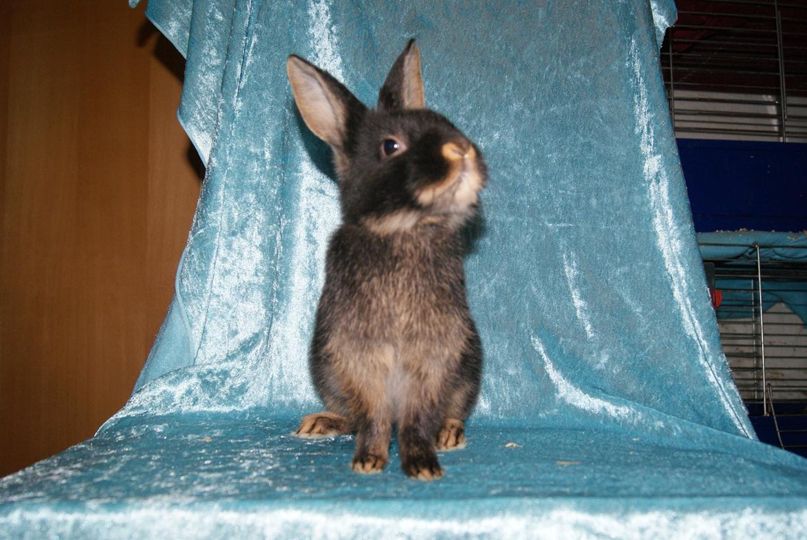 Kanin Haren Helga billede 3