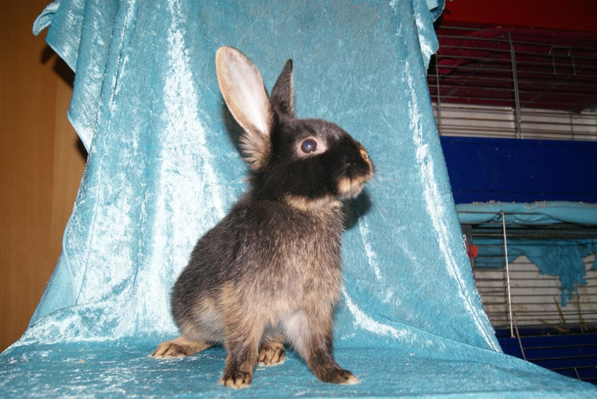Kanin Haren Helga billede 4