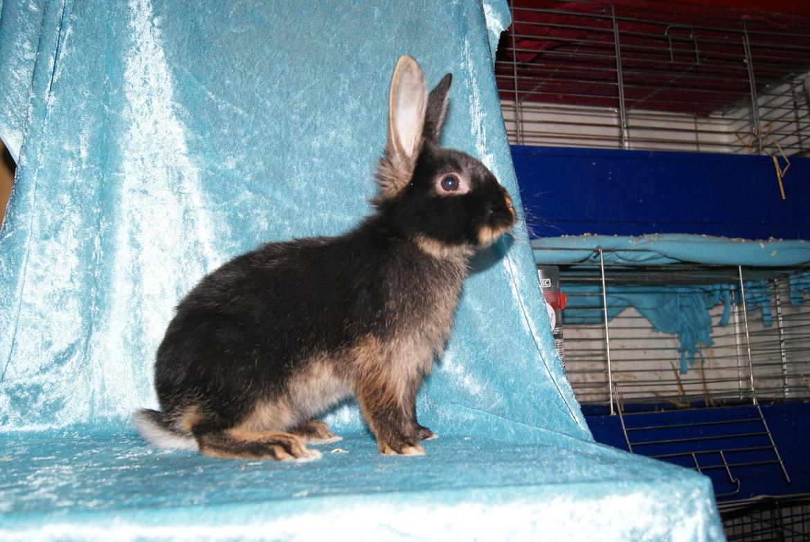 Kanin Haren Helga billede 5