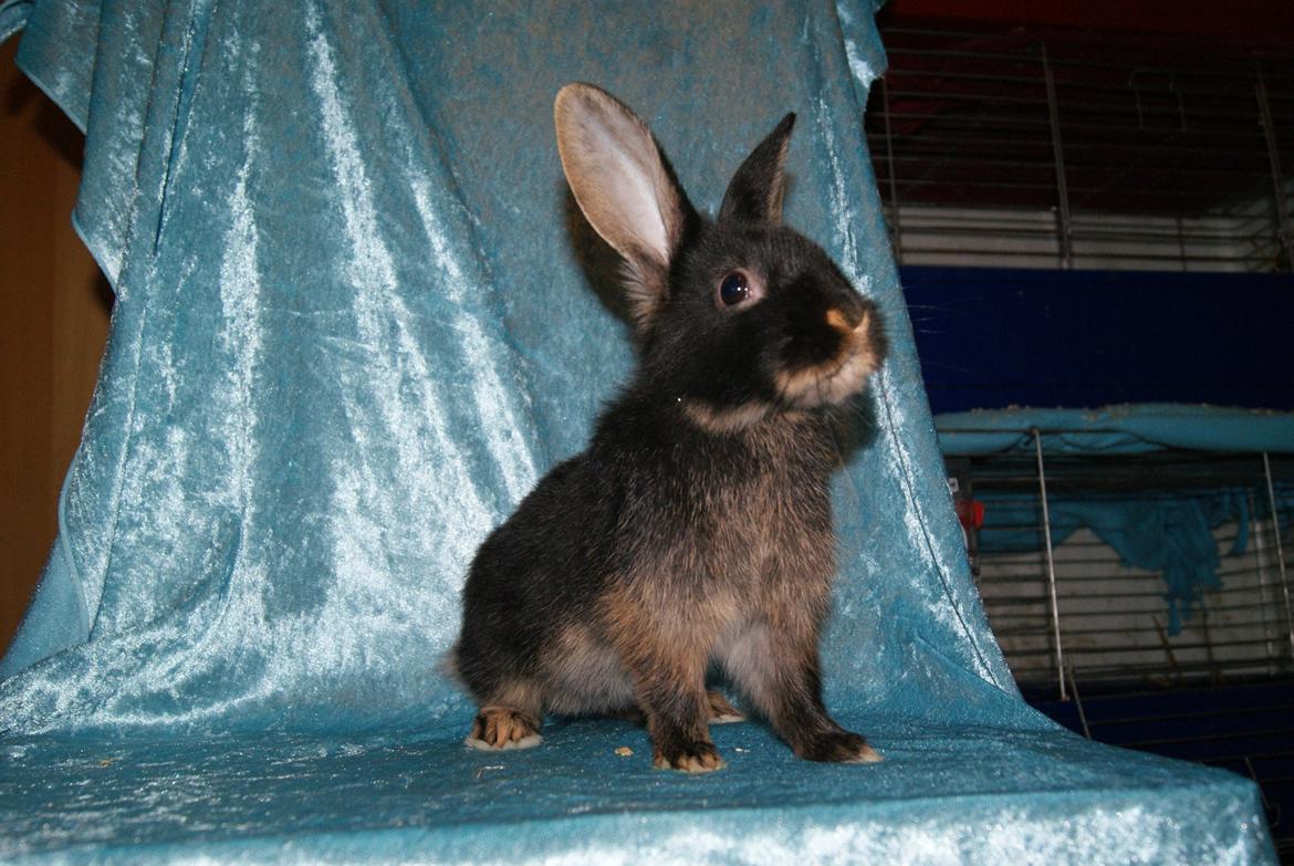 Kanin Haren Helga billede 6