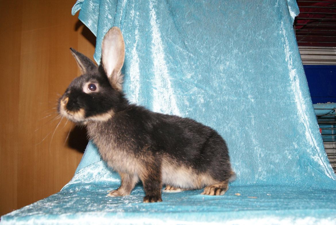 Kanin Haren Helga billede 7