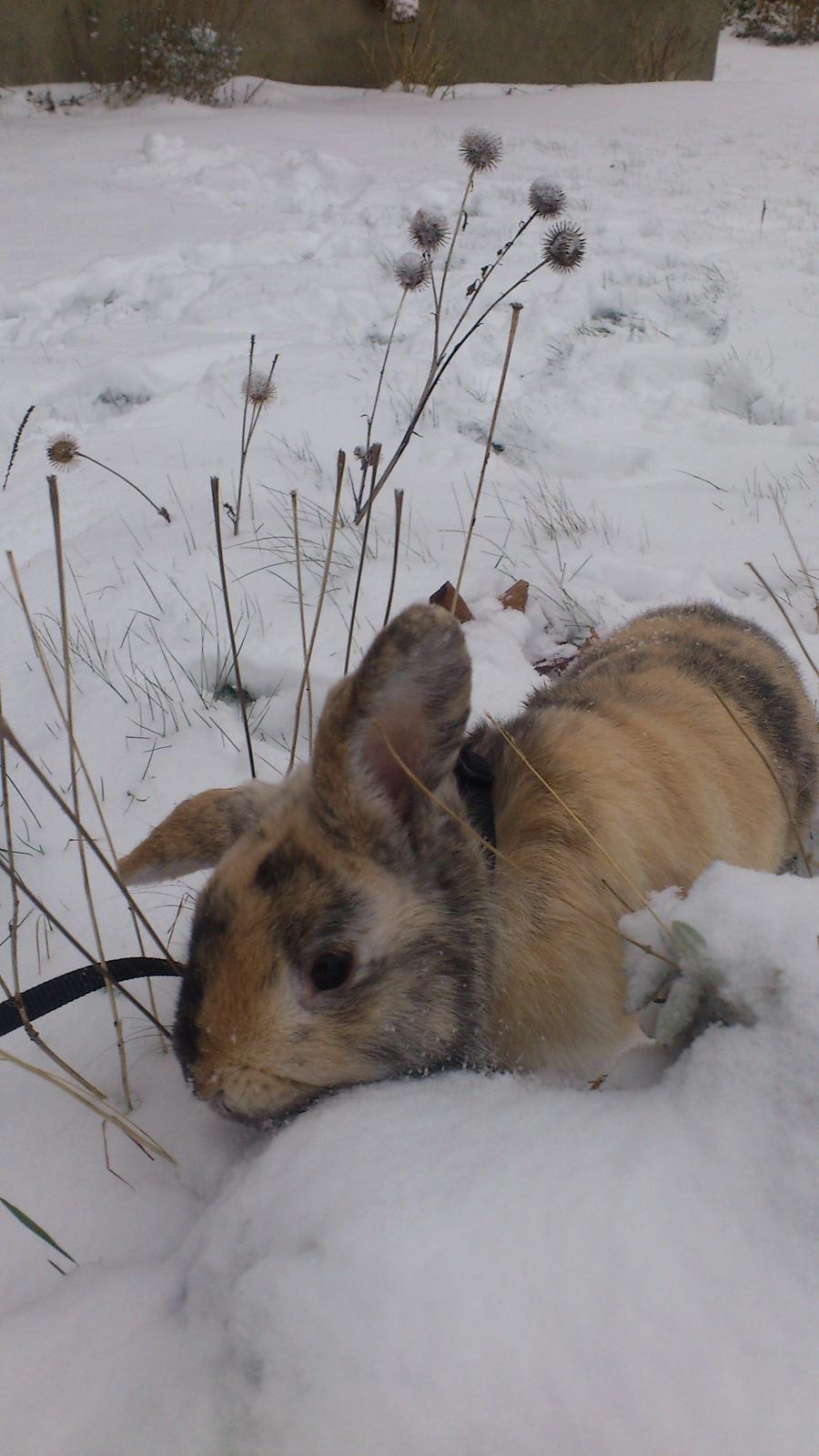 Kanin † Vaks † billede 7