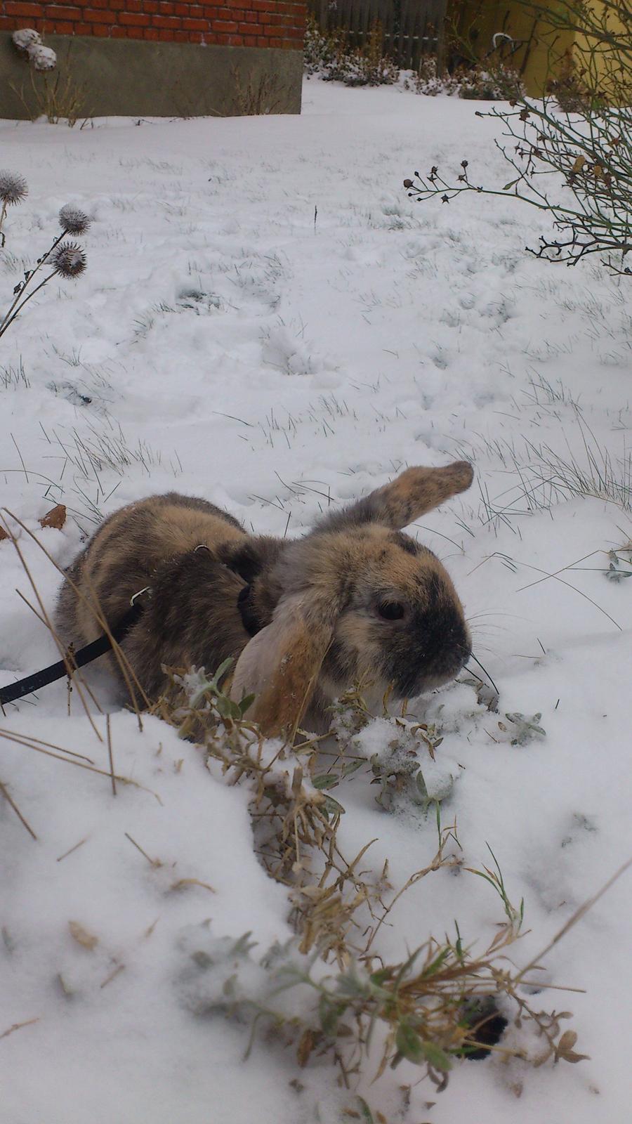 Kanin † Vaks † billede 8