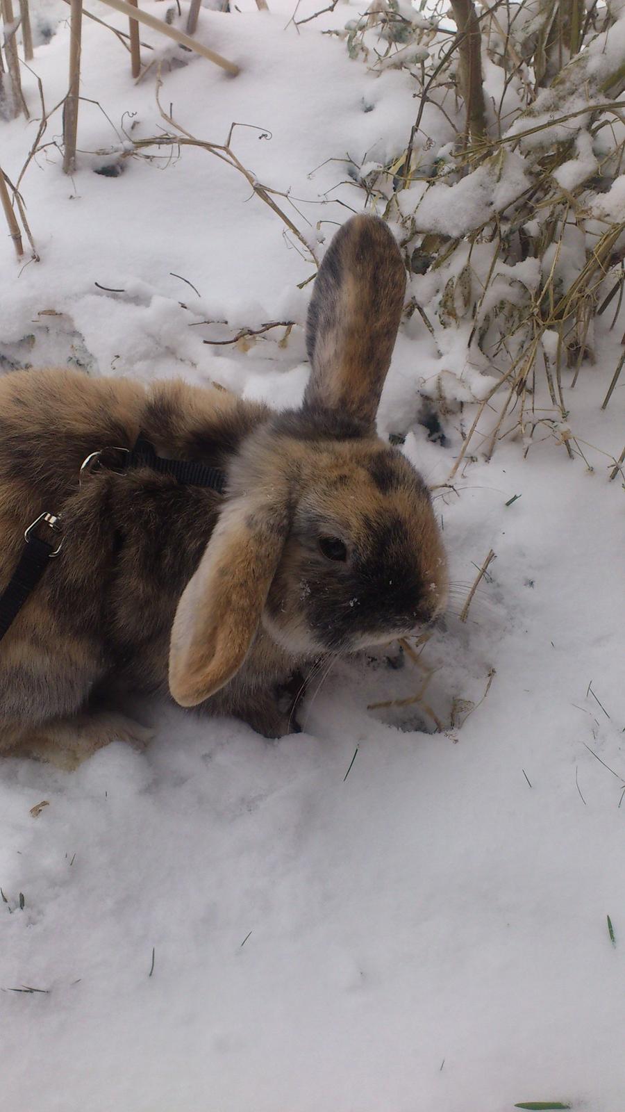 Kanin † Vaks † billede 9