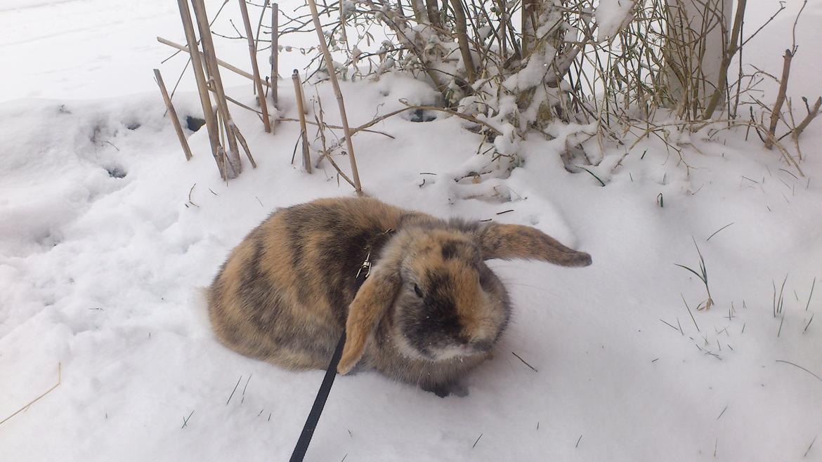 Kanin † Vaks † billede 10