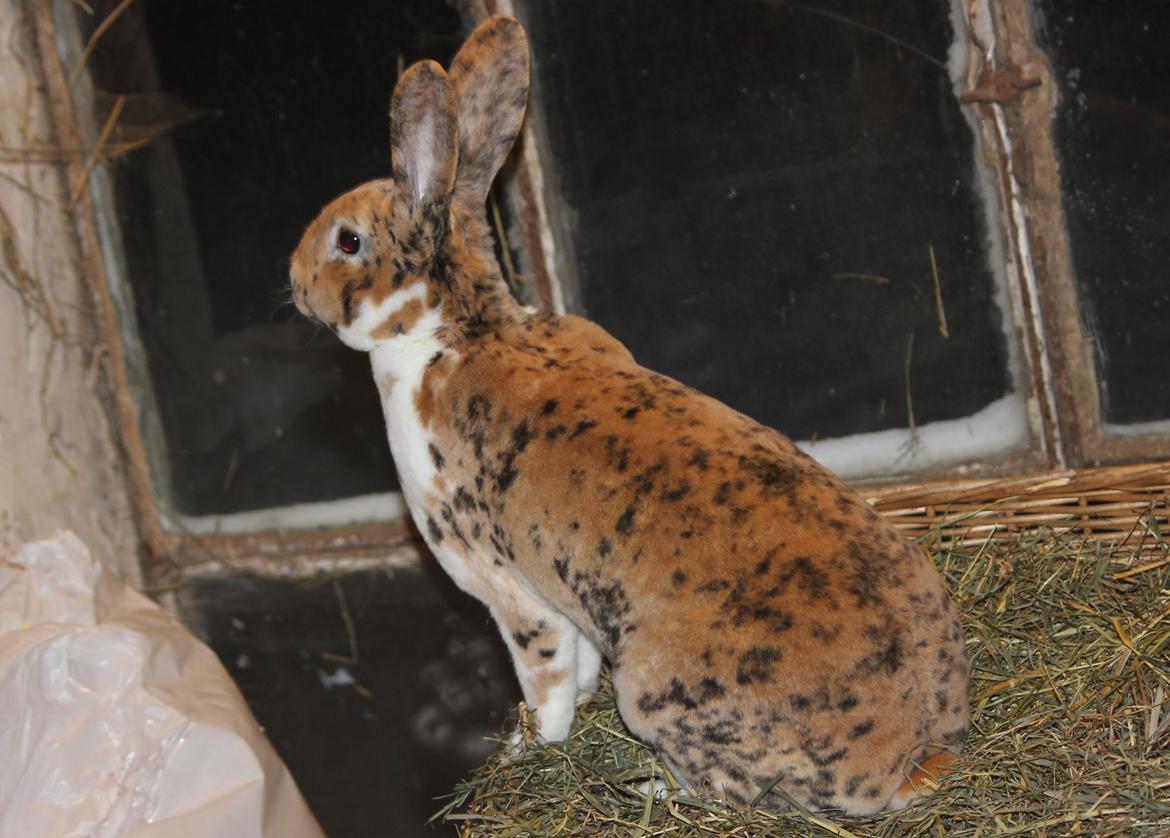 Kanin Villads Eyes Of A Tiger - 27 januar 2014 billede 6