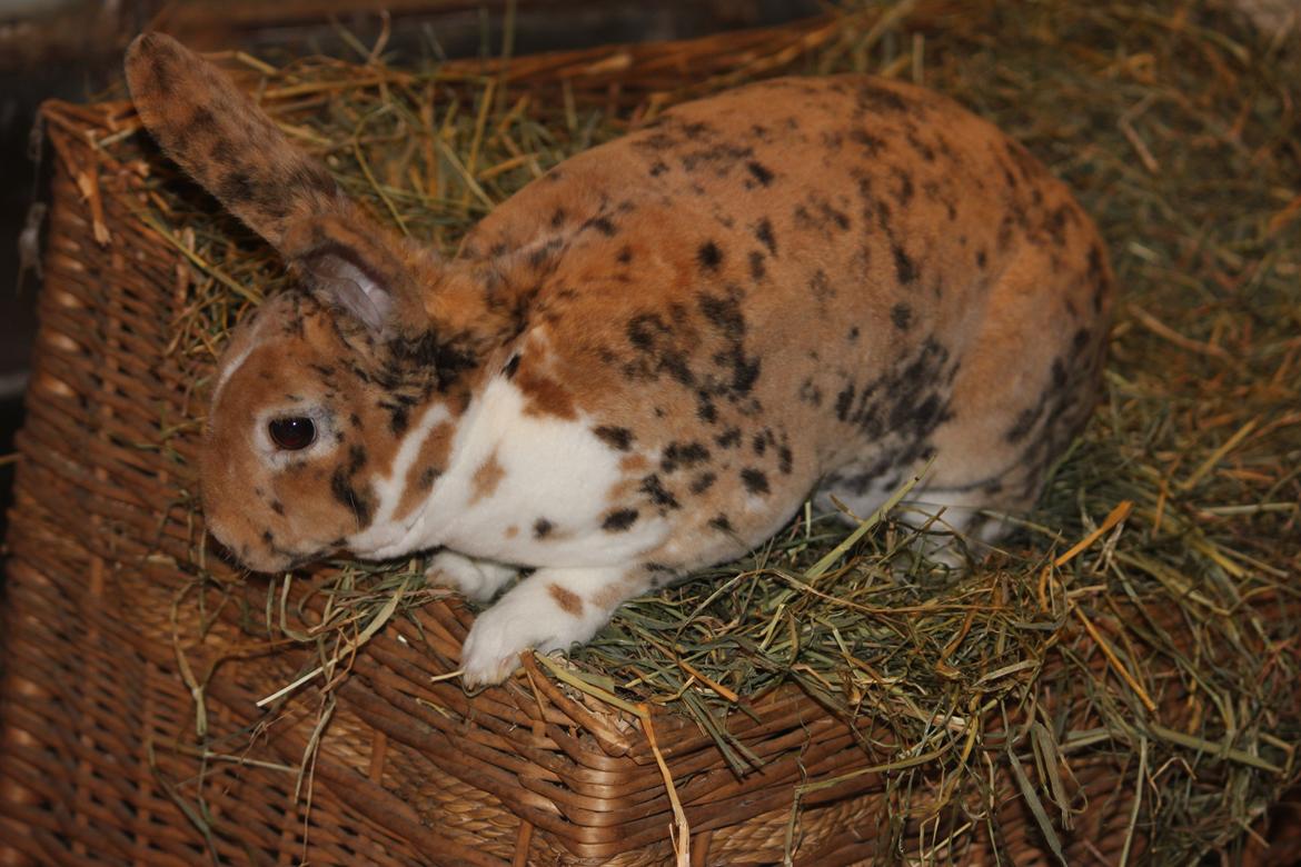 Kanin Villads Eyes Of A Tiger - 27 januar 2014 billede 7