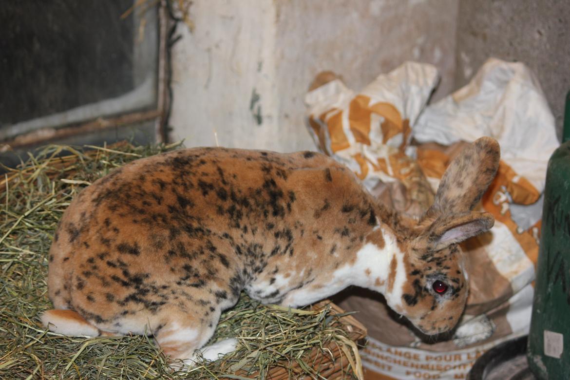 Kanin Villads Eyes Of A Tiger - 27 januar 2014 billede 8