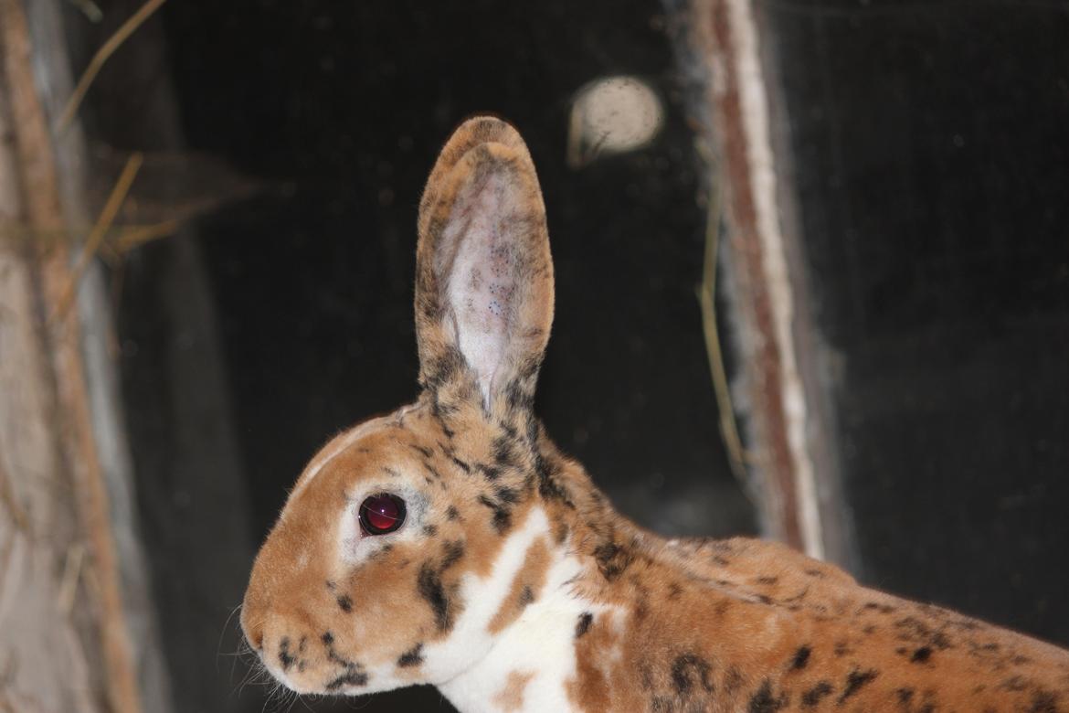 Kanin Villads Eyes Of A Tiger - 27 januar 2014 billede 9