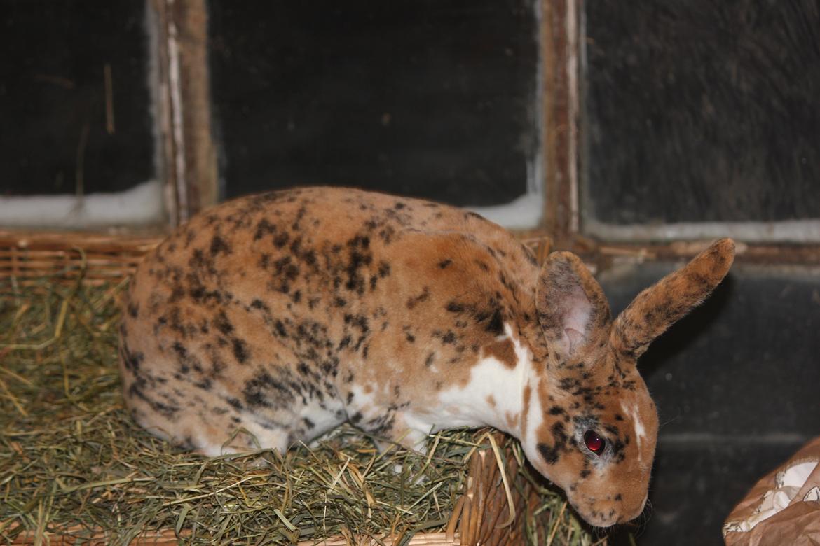 Kanin Villads Eyes Of A Tiger - 27 januar 2014 billede 10